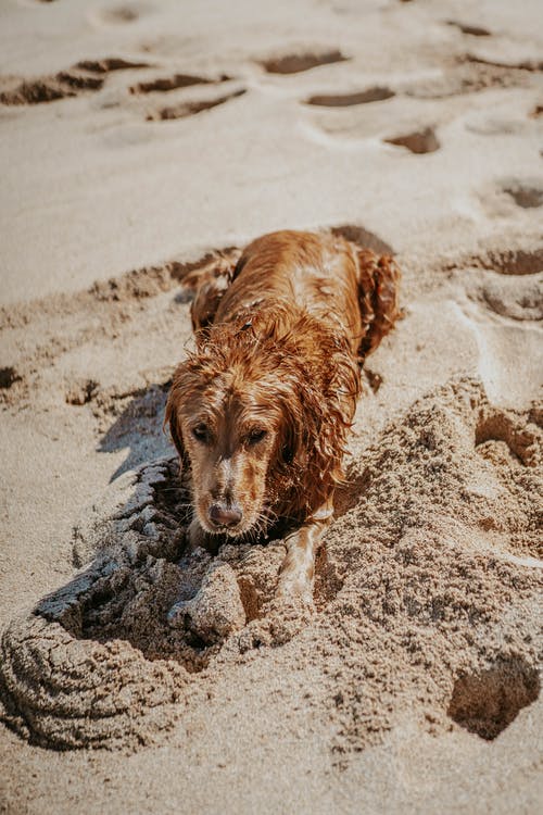 狗在沙滩上的照片 · 免费素材图片