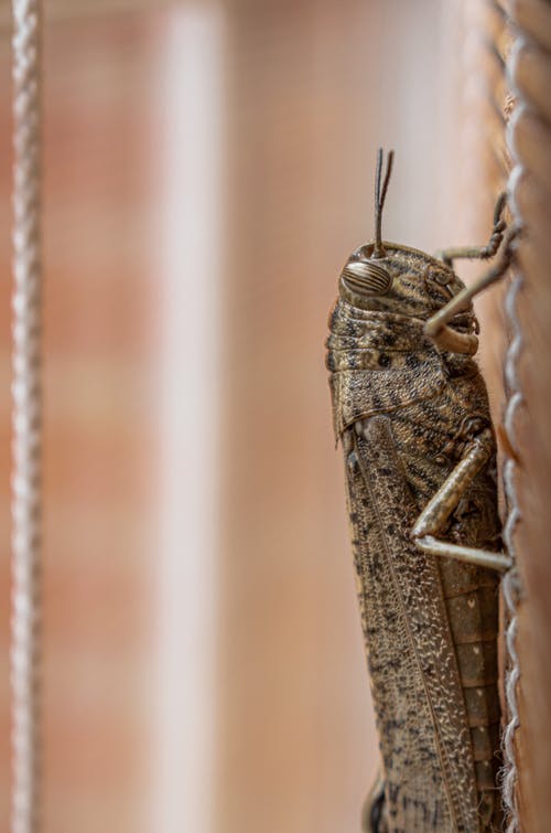 有关垂直拍摄, 微距拍摄, 昆蟲的免费素材图片