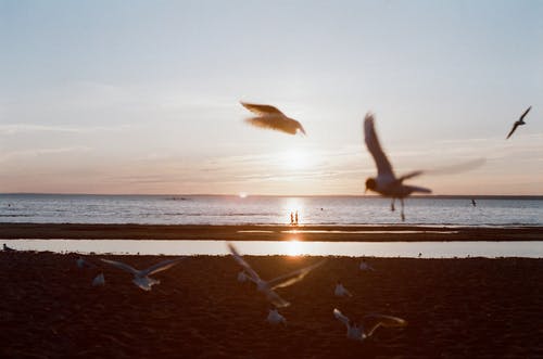 有关地平线过水, 早上, 海的免费素材图片