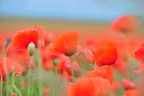 红色簇状花瓣花的特写摄影 · 免费素材图片