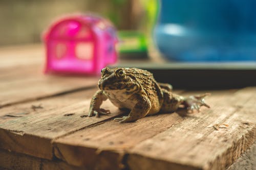 木板托盘上的青蛙 · 免费素材图片