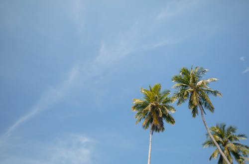 有关低角度拍攝, 棕櫚樹, 熱帶的免费素材图片