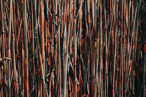 有关Copyspace, 乾的, 全画幅的免费素材图片