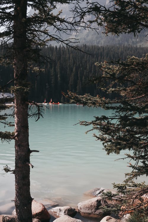 白天的湖泊和森林 · 免费素材图片