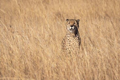 猎豹站在草地上 · 免费素材图片