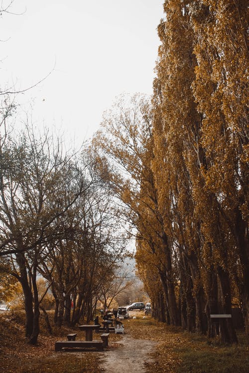 有关公園, 垂直拍摄, 戶外的免费素材图片