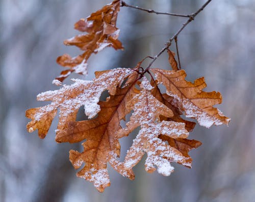 有关冬季, 枯葉, 棕色的免费素材图片
