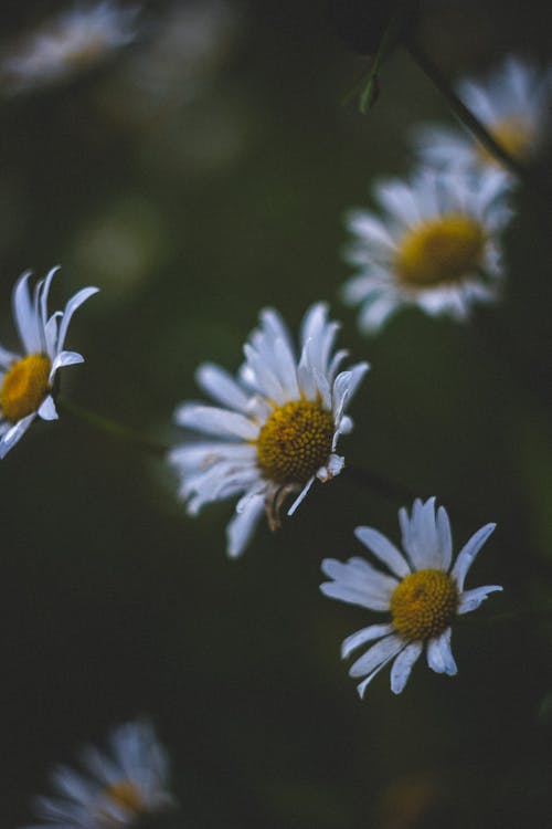 有关垂直拍摄, 增长, 天性的免费素材图片