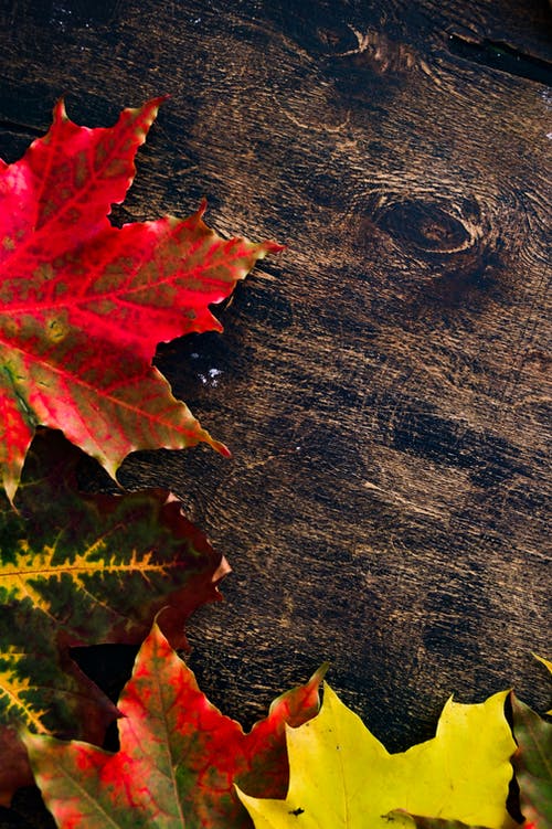 有关双色, 垂直拍摄, 多色的的免费素材图片