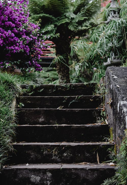 灰色的混凝土楼梯，与绿色的植物 · 免费素材图片