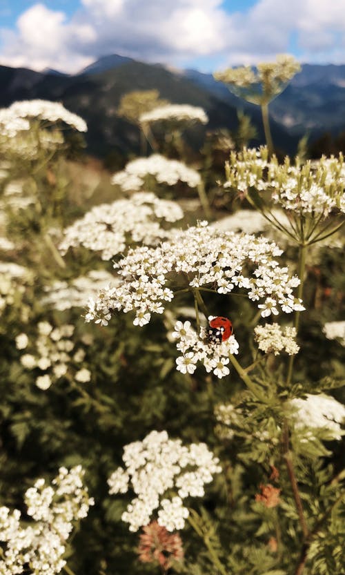 有关瓢蟲, 白色, 花夏天的免费素材图片