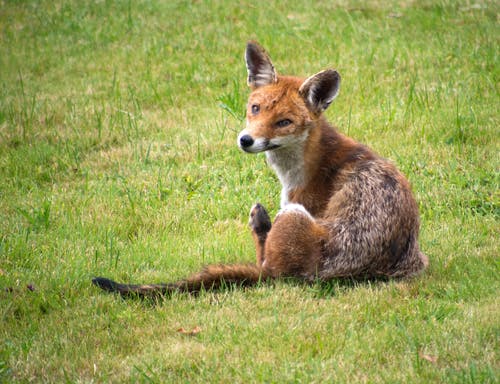 有关狐狸, 紅狐, 都市狐狸的免费素材图片