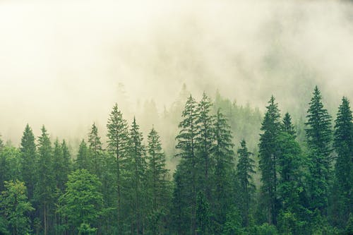 白雾覆盖的森林 · 免费素材图片