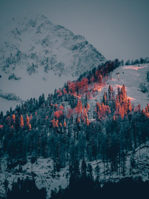 有关下雪的, 冬季, 垂直拍摄的免费素材图片