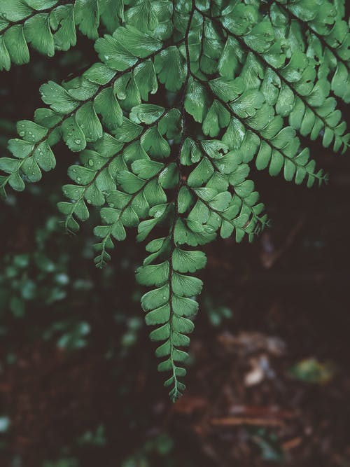 叶子的顶视图照片 · 免费素材图片