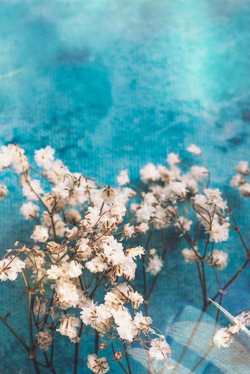 白樱花树 · 免费素材图片