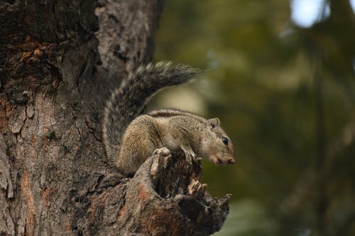 有关动物, 动物摄影, 哺乳动物的免费素材图片