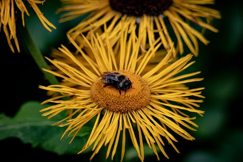 有关授粉, 植物群, 綻放的花朵的免费素材图片