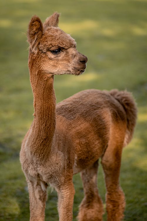 有关動物, 可愛, 哺乳動物的免费素材图片