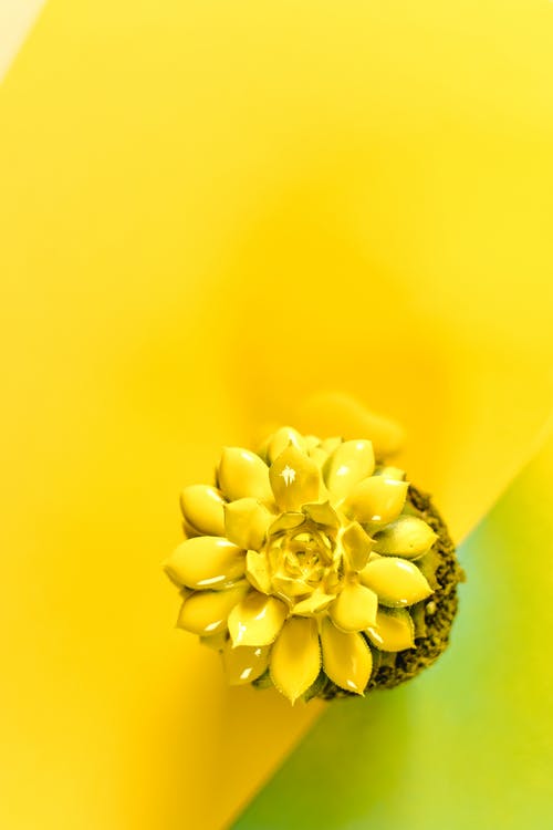 有关Flatlay, 垂直拍摄, 微妙的免费素材图片