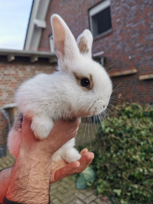 有关動物攝影, 可愛的, 可爱的兔子的免费素材图片
