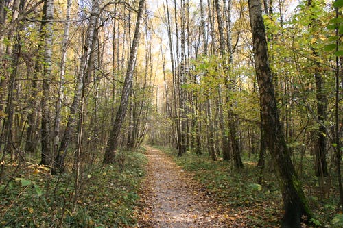 有关小徑, 森林, 樹幹的免费素材图片