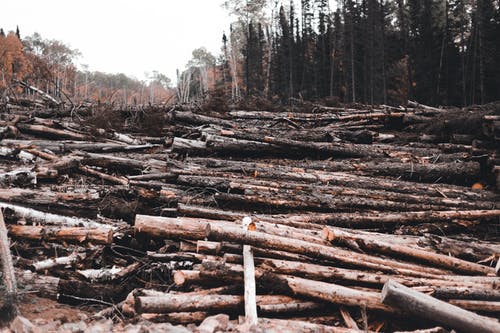有关切碎的, 原本, 堆的免费素材图片