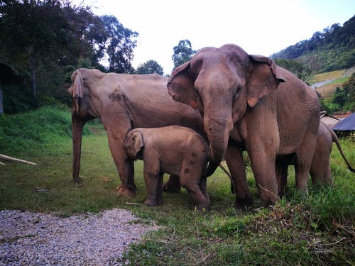 有关動物攝影, 厚皮類動物, 田的免费素材图片