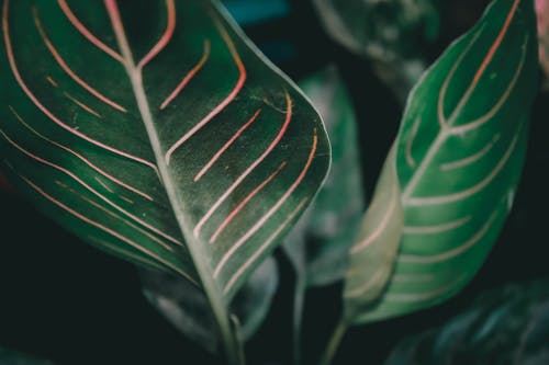 有关圖案, 室内植物, 工厂的免费素材图片