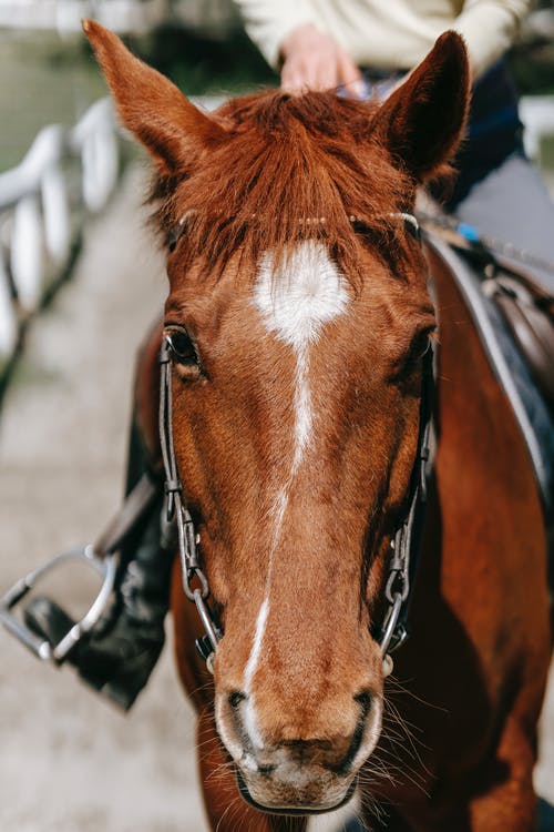 有关動物, 垂直拍摄, 戶外的免费素材图片