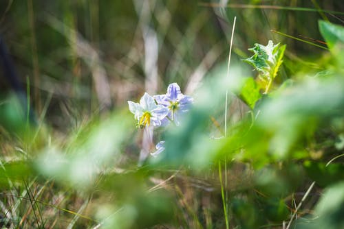 有关增長, 微妙, 植物群的免费素材图片