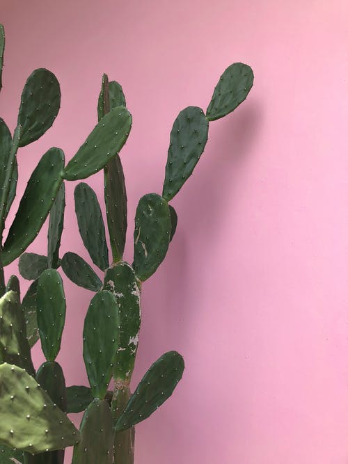 有关仙人掌, 垂直的, 工作室拍摄的免费素材图片
