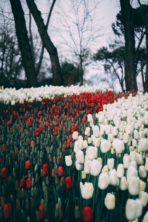 有关垂直拍摄, 季節, 弹簧的免费素材图片