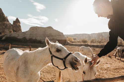 有关人, 動物, 卡帕多西亚的免费素材图片