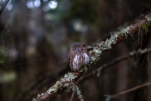 有关動物攝影, 森林, 棲息的免费素材图片