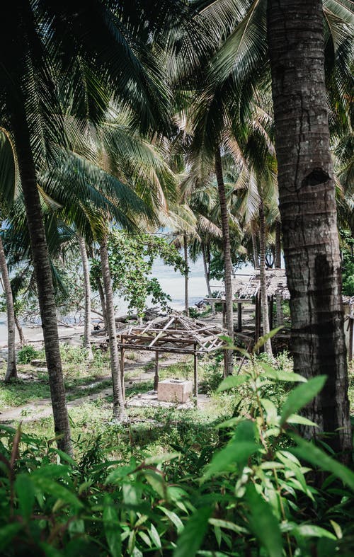 有关印尼, 叢林, 垂直拍摄的免费素材图片