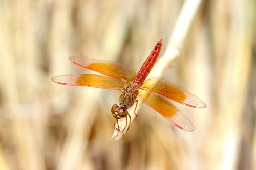 有关微距攝影, 棍子, 翅膀的免费素材图片