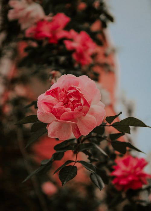 有关垂直拍摄, 天性, 戶外的免费素材图片