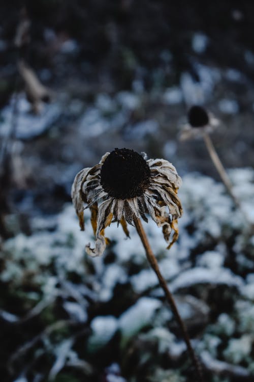 白色和黑色的花，在关闭了摄影 · 免费素材图片