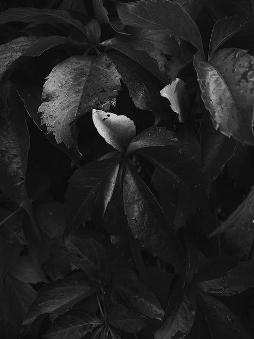 有关單色, 垂直拍摄, 壁紙的免费素材图片