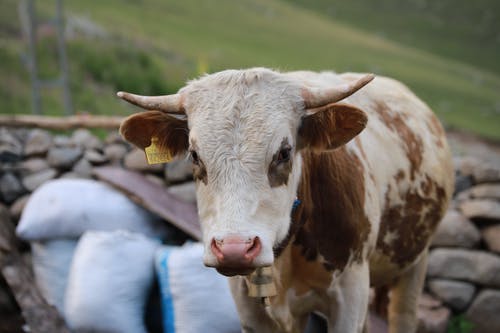 有关動物攝影, 小牛, 棕色的免费素材图片