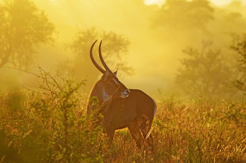 有关動物, 動物攝影, 哺乳動物的免费素材图片