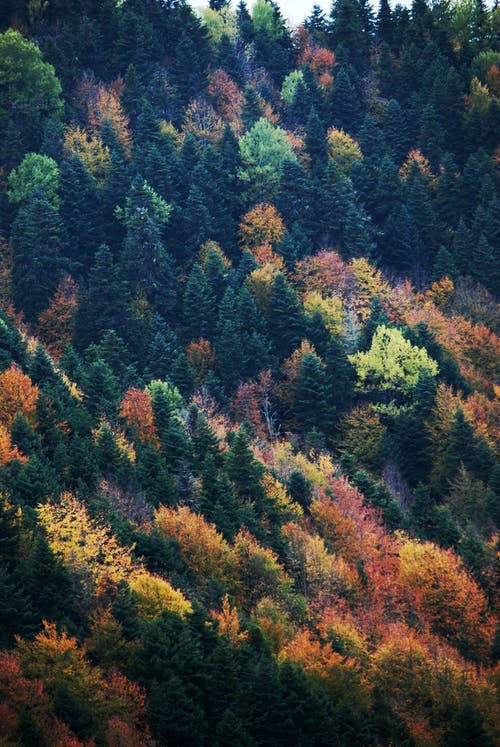 有关垂直拍摄, 森林, 秋天的免费素材图片
