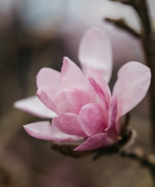 有关垂直拍摄, 壁紙, 微妙的免费素材图片