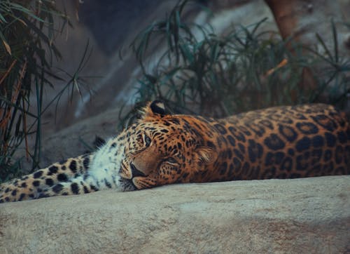 棕色和黑色豹子躺在地上 · 免费素材图片
