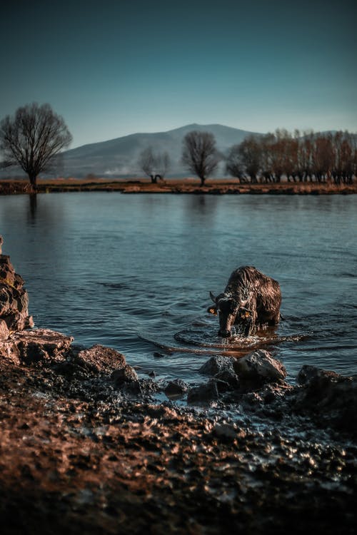 有关下落, 公牛, 冷靜的免费素材图片