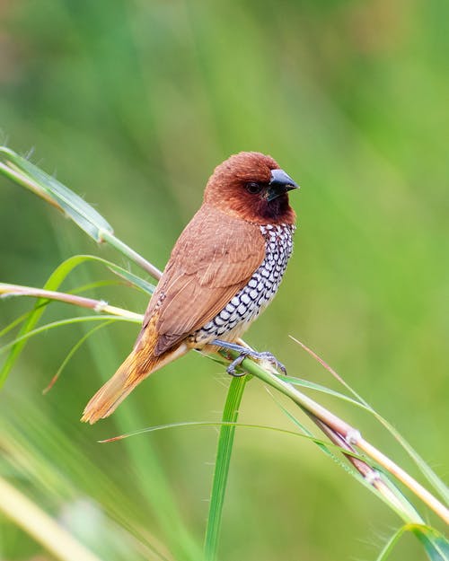 有关側面圖, 動物, 動物攝影的免费素材图片
