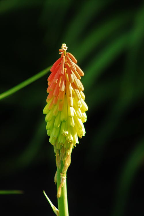 有关垂直拍摄, 增長, 幹的免费素材图片