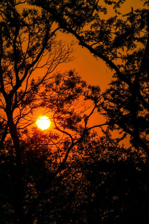 有关分支機構, 剪影, 垂直拍摄的免费素材图片
