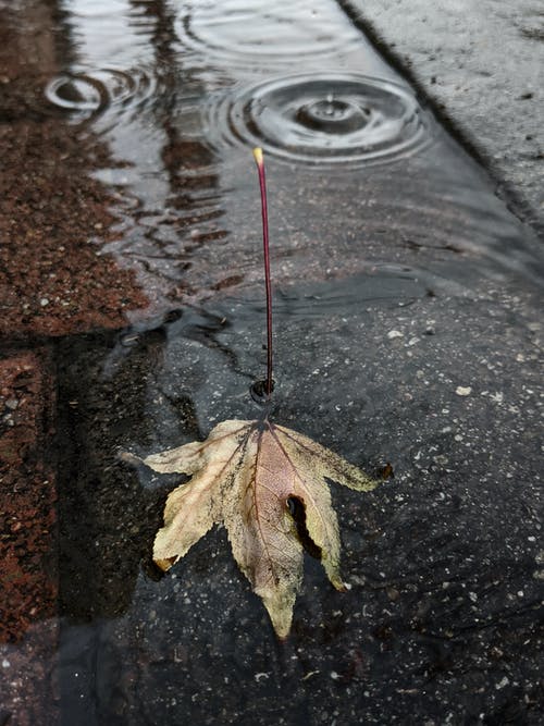 有关垂直拍摄, 水, 水坑的免费素材图片